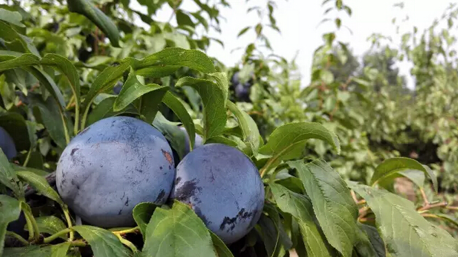 我们只是自然美味的搬运工-千龙网·中国首都网