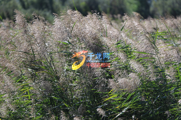 qlzkhxc20160727002