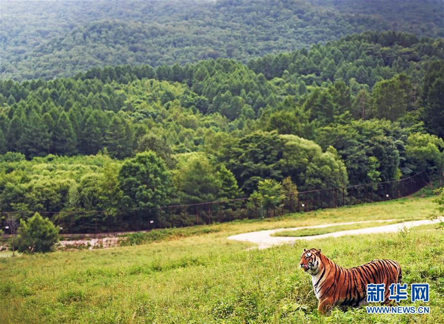 东北山林再闻虎啸(组图)-千龙网·中国首都网