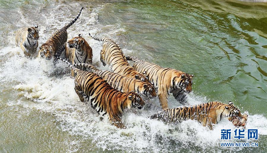 东北山林再闻虎啸(组图)(2)-千龙网·中国首都