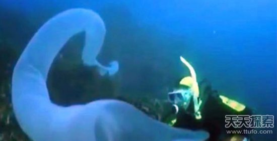 男子海里发现奇怪生物：靠近后让人震惊不已