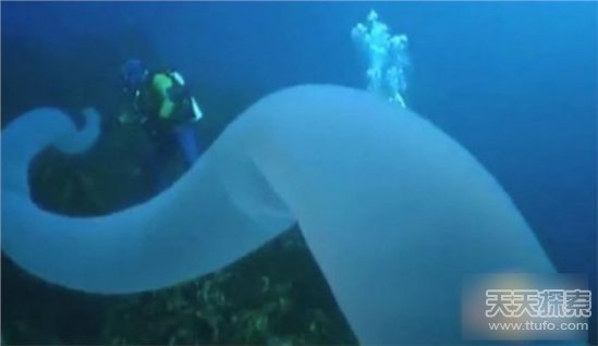 男子海里发现奇怪生物：靠近后让人震惊不已