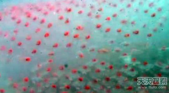 男子海里发现奇怪生物：靠近后让人震惊不已