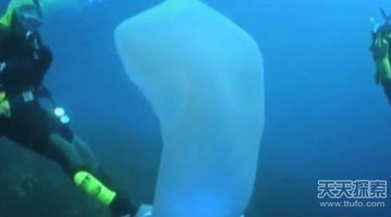 男子海里发现奇怪生物：靠近后让人震惊不已