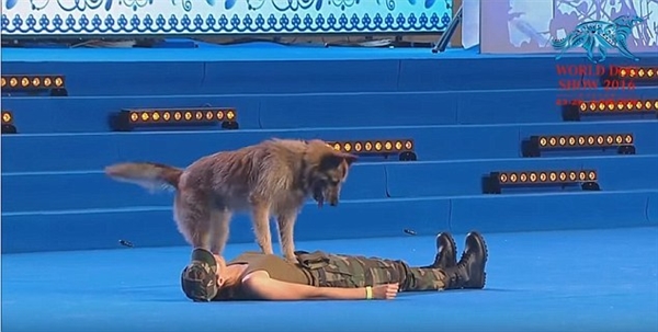 世界犬联大赛惊现“神犬”：为人做人工呼吸
