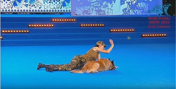 世界犬联大赛惊现“神犬”：为人做人工呼吸