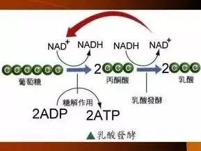乳酸发酵途径示意图
