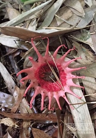 日本神秘奇特品种 18只触手貌似鼹鼠