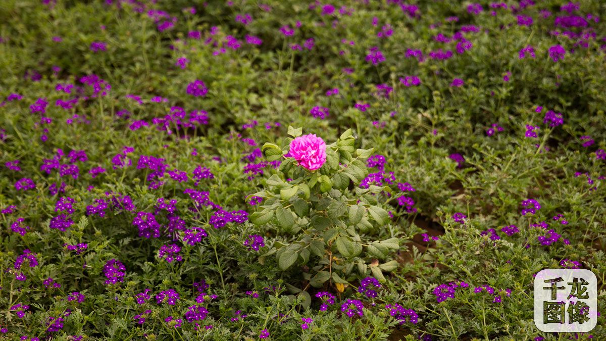 狼牙山第二百花园千亩百万株花苗齐开(4)-千龙