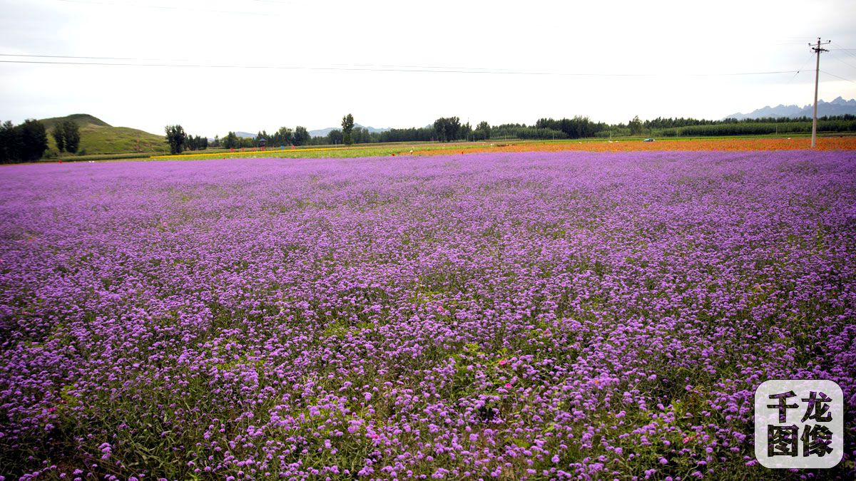 狼牙山第二百花园千亩百万株花苗齐开(2)-千龙