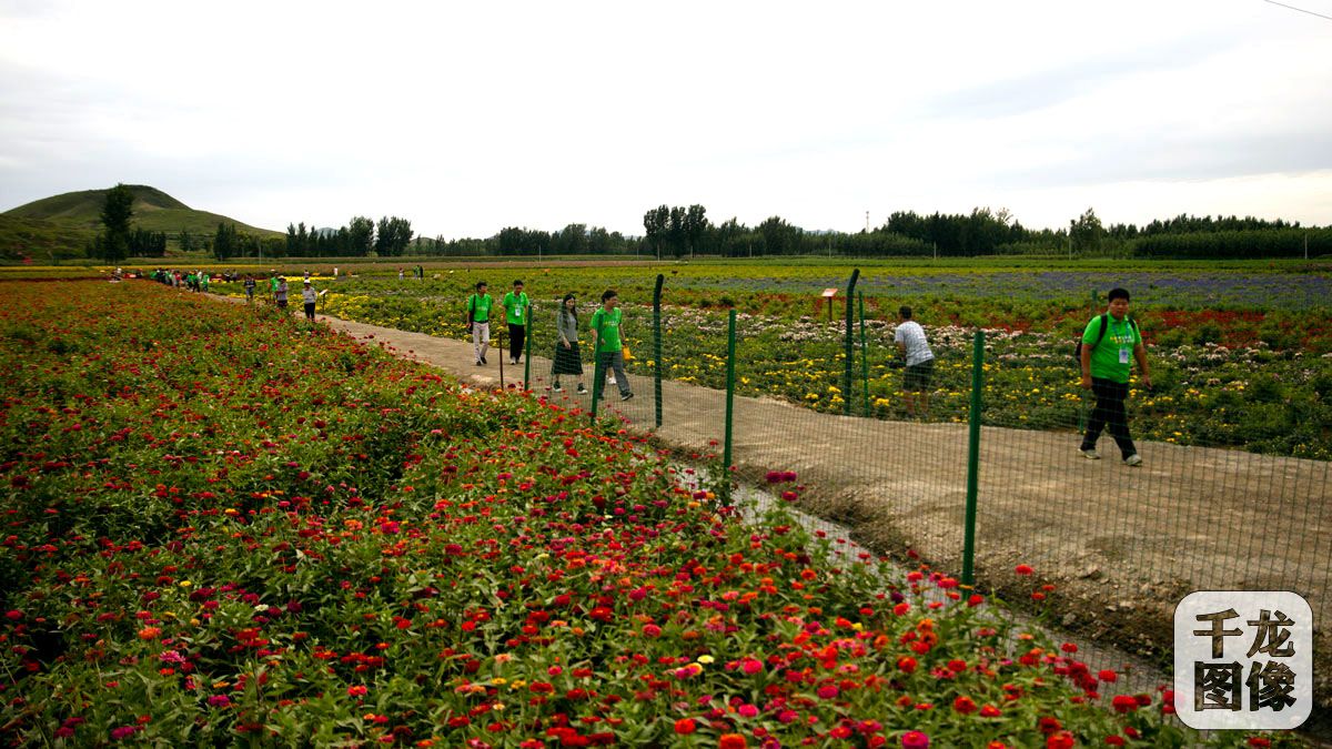 狼牙山第二百花园千亩百万株花苗齐开-千龙网