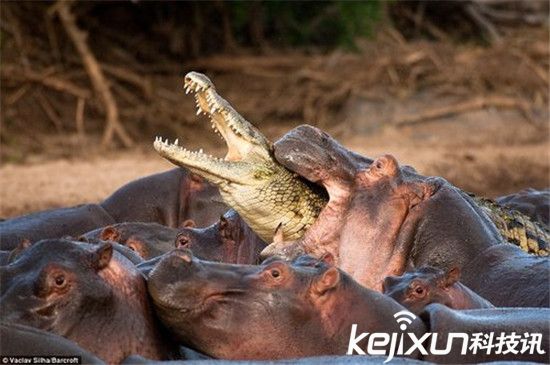 世界上最恐怖的动物大战 鳄鱼单挑河马被秒杀