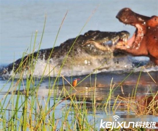 世界上最恐怖的动物大战 鳄鱼单挑河马被秒杀
