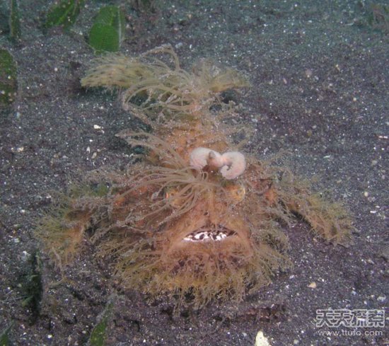 世界古怪生物：蝾螈似龙 存活100多年