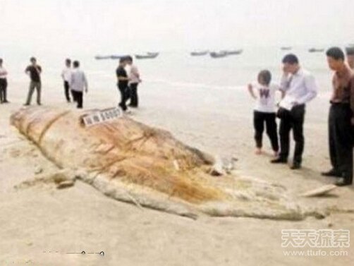 世界古怪生物：蝾螈似龙 存活100多年