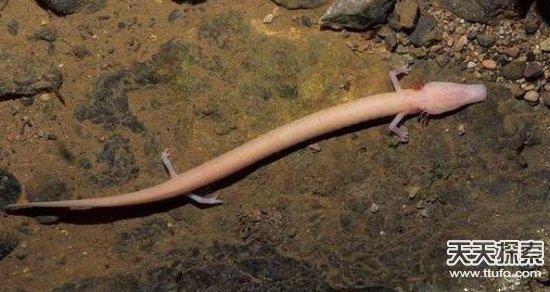 世界古怪生物：蝾螈似龙 存活100多年