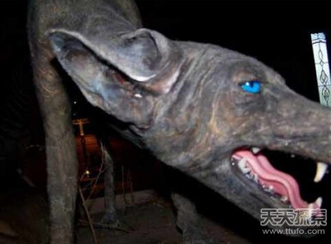 世界古怪生物：蝾螈似龙 存活100多年