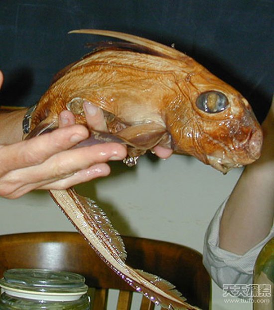 世界古怪生物：蝾螈似龙 存活100多年
