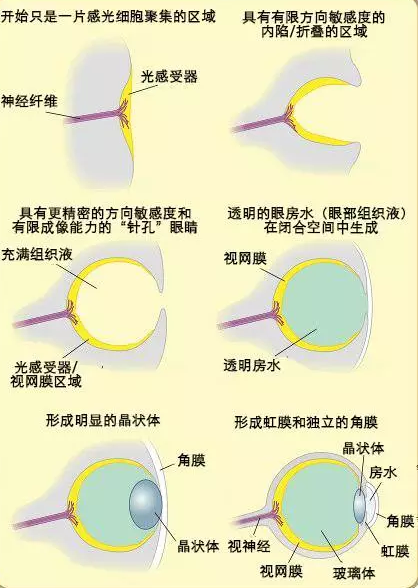 眼睛演化图示。图片来源：Matticus78/Wikimedia Commons