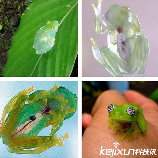 全球14大最罕见动物盘点：百年仅现身1次！