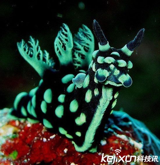 全球14大最罕见动物盘点：百年仅现身1次！