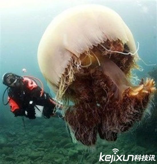 全球14大最罕见动物盘点：百年仅现身1次！