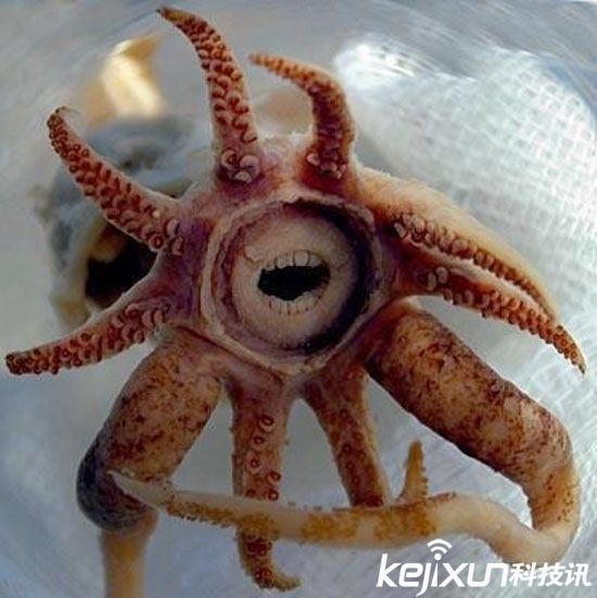 全球14大最罕见动物盘点：百年仅现身1次！