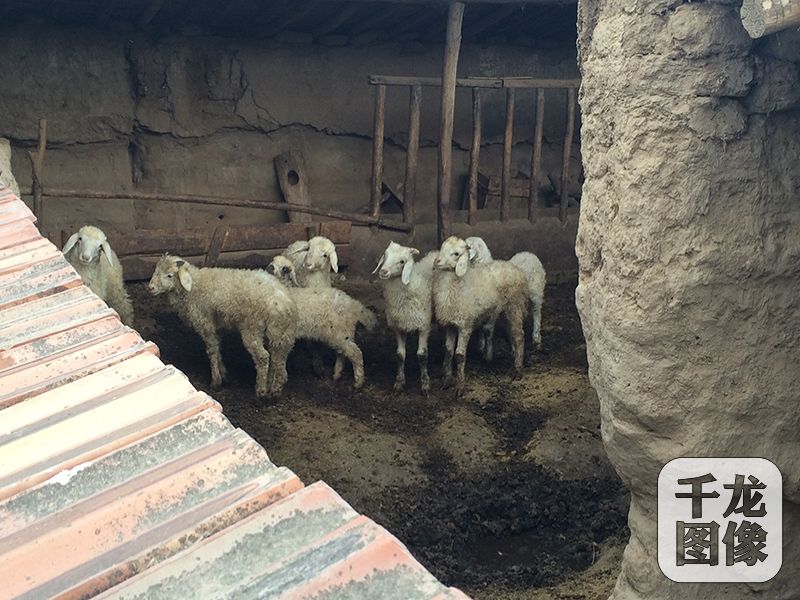 王刚圈养在家里的部分羊群。千龙网记者 马文娟 摄