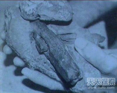 震撼全球！加拿大发现上亿年人体化石