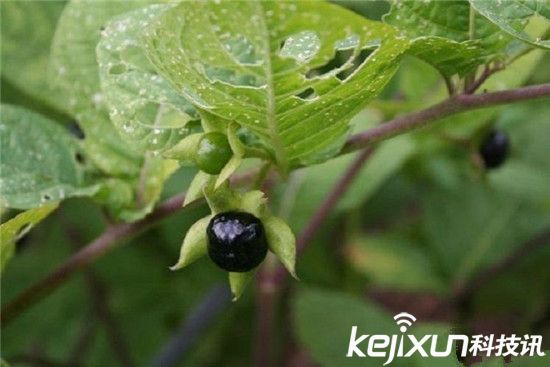 十大常见有毒植物15分钟要人命！有一种经常吃