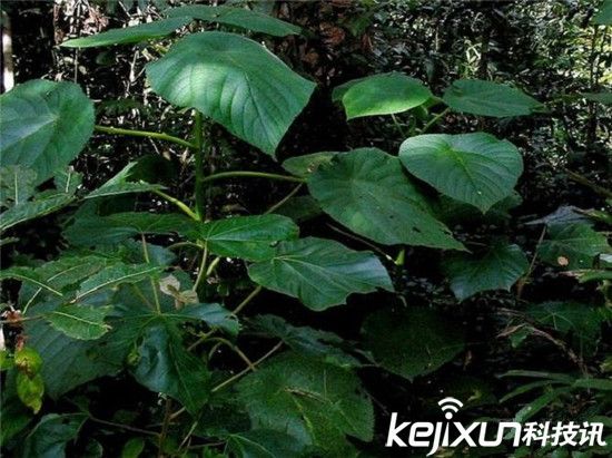 十大常见有毒植物15分钟要人命！有一种经常吃
