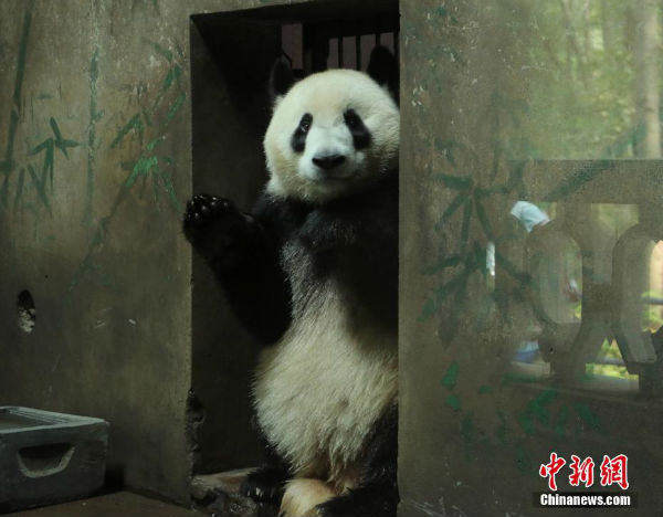大熊猫“成就”“双好”杭州新家卖萌