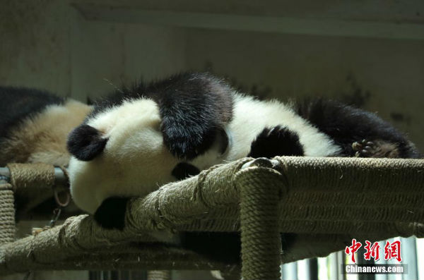 大熊猫“成就”“双好”杭州新家卖萌