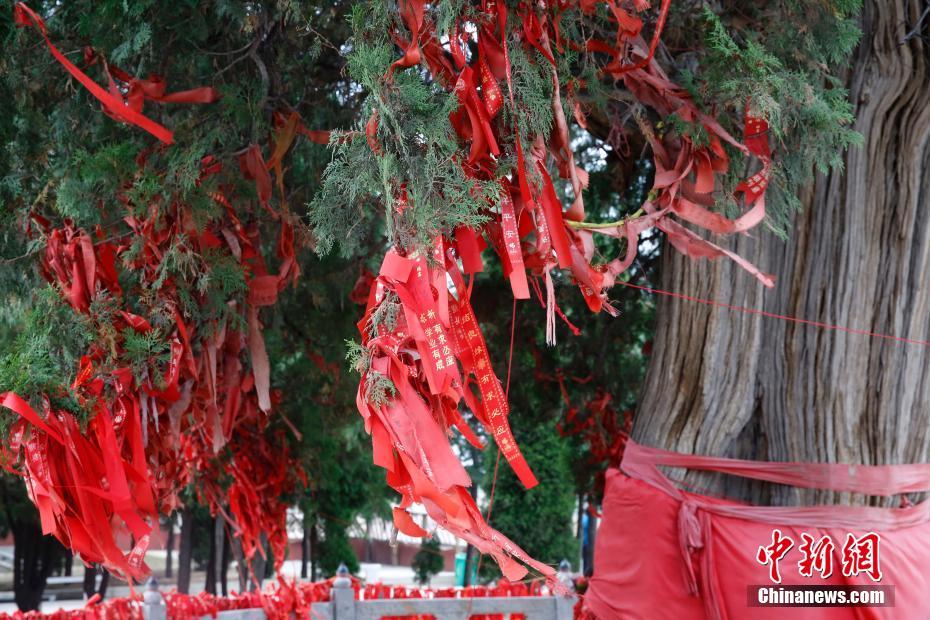 山西芮城四千年历史古柏树吸引游客围观