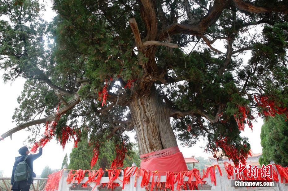山西芮城四千年历史古柏树吸引游客围观
