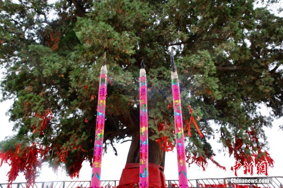 山西芮城四千年历史古柏树吸引游客围观