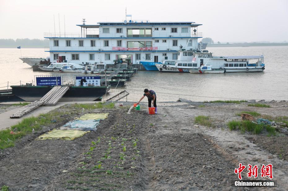 鄱阳湖水位骤降 裸露岸堤变身“开心农场”