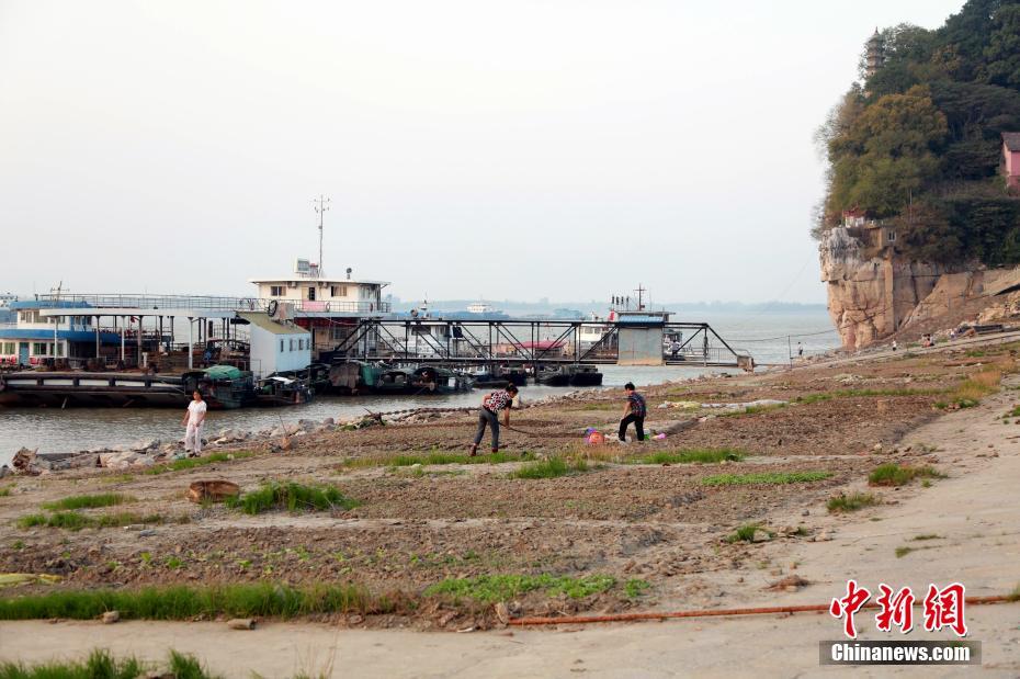 鄱阳湖水位骤降 裸露岸堤变身“开心农场”