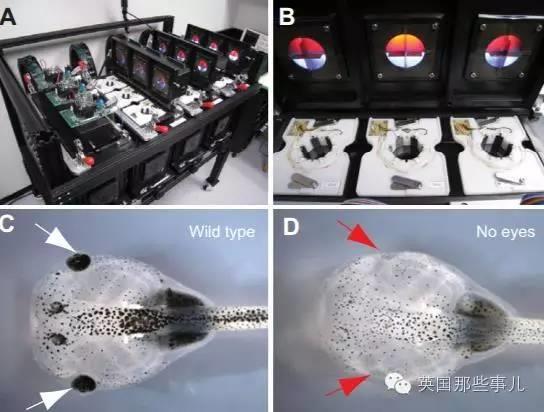 科学家把蝌蚪眼睛抠下来装到屁股上 居然照样能用
