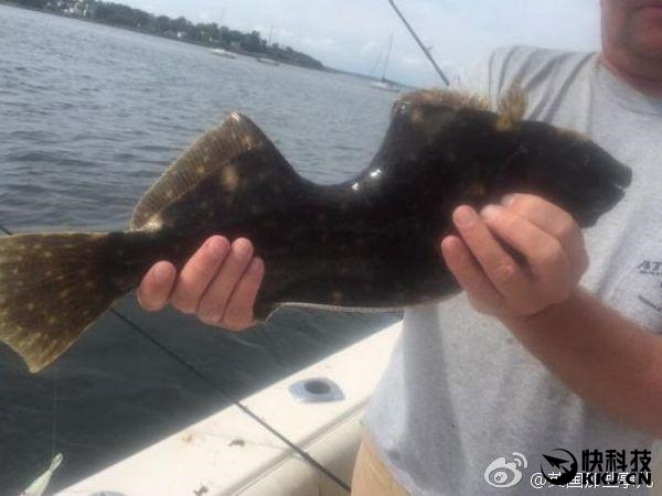 男子海上钓到少一块肉的“怪鱼”：网友们看蒙圈