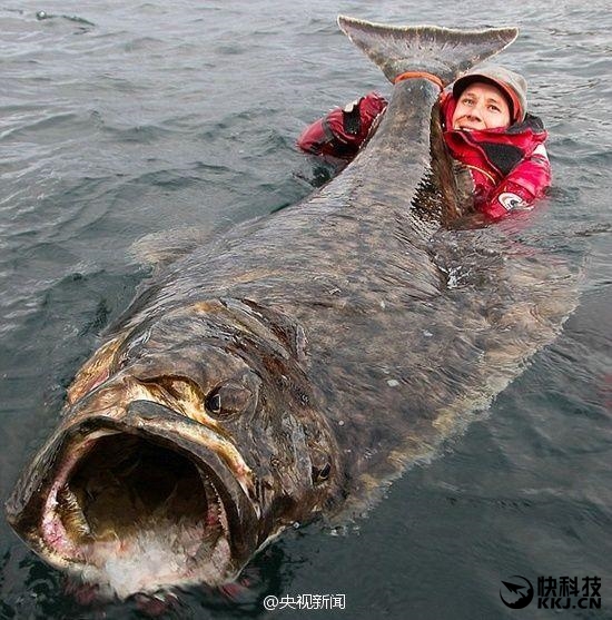 男子海上钓到少一块肉的“怪鱼”：网友们看蒙圈