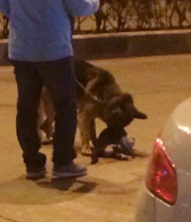 一只狼狗将一只流浪猫活活咬死