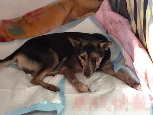 虐狗者铁棍打瞎小狗 狗获救时喝水染红水碗