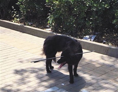 中箭小狗受到惊吓