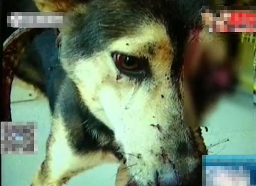 虐狗者铁棍打瞎小狗 狗获救时喝水染红水碗