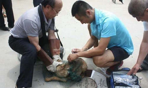 在青岛，宠物医生给流浪狗注射狂犬疫苗。