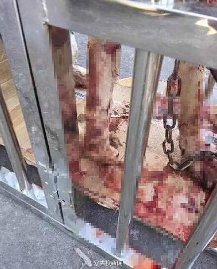 虐狗者铁棍打瞎小狗 狗获救时喝水染红水碗