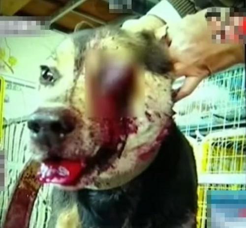 虐狗者铁棍打瞎小狗 狗获救时喝水染红水碗