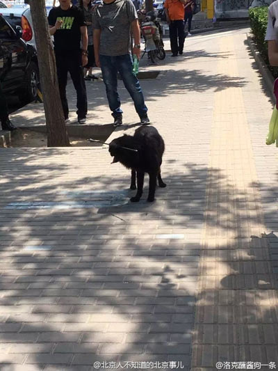 中箭小狗受到惊吓