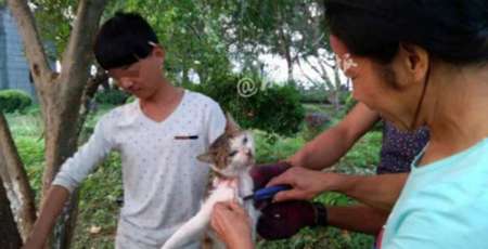 四五名男女将一只猫悬吊树上，一女子手握美工刀，活剥猫皮